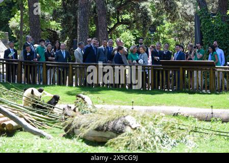 Madrid, Spanien. 30. Mai 2024. Die ehemalige spanische Königin Sofia und andere beobachten am 30. Mai 2024 den männlichen Panda Jin Xi im Zoo von Madrid. Besucher des spanischen Zoo Aquariums wurden am Donnerstag einem riesigen Pandapaar aus China vorgestellt. Die Neuankömmlinge wurden bei einer offiziellen Zeremonie begrüßt, an der Behörden und Experten beider Länder teilnahmen. Gustavo Valiente/Xinhua/Alamy Live News Stockfoto