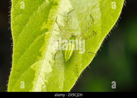 Grüne Luchs-Spinne (Peucetia viridans) Stockfoto