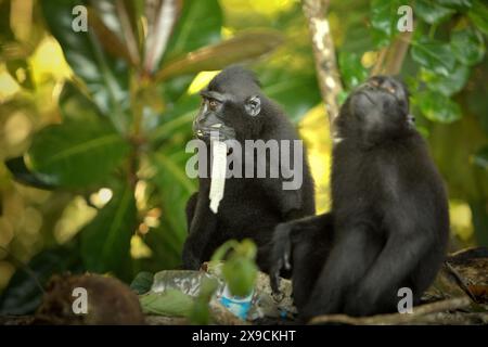 Eine Gruppe von Haubenmakaken (Macaca nigra) ernährt sich an einem Strand im Tangkoko-Wald in Sulawesi, Indonesien, auf einer Mülldeponie, auf der Plastikabfälle gesichtet werden. Stockfoto