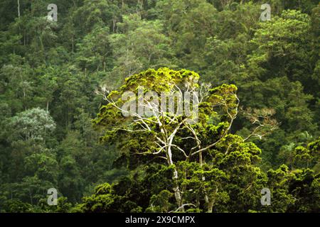 Regenwald am Fuße des Mount Tangkoko und Mount Duasudara (Dua Saudara) in Nord-Sulawesi, Indonesien. Stockfoto