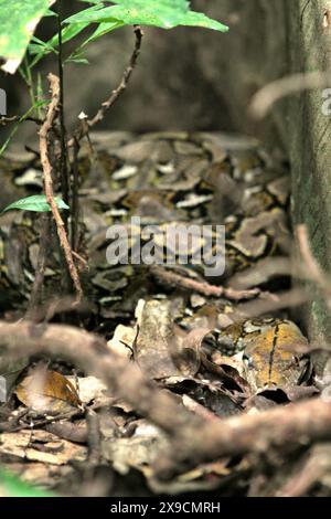 Eine nicht identifizierte Python ist am Boden sichtbar, da sie sich zwischen den Wurzeln eines riesigen Feigenbaums im Tangkoko-Wald in Nord-Sulawesi, Indonesien, versteckt. Stockfoto