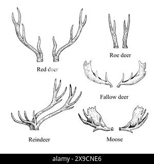 Geweihe verschiedener Arten von Tieren, Hirschen und Elchen. Illustration der schwarzen und weißen Vektortinte. Stock Vektor
