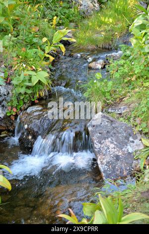 Ein stürmischer Gebirgsbach fließt in einem schnellen Bach durch Dickicht aus dichten Büschen hinunter. Naturpark Ergaki, Region Krasnojarsk, Sibirien, Russland. Stockfoto