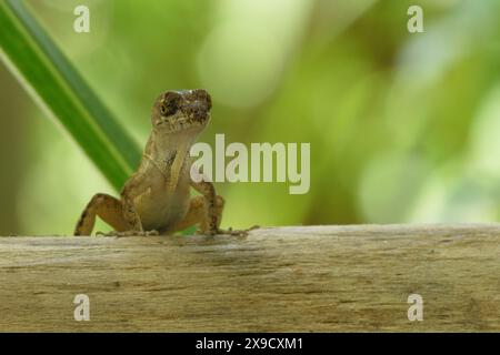 Eine kleine Eidechse auf einem Holzzweig mit einem verschwommenen grünen Hintergrund. Stockfoto