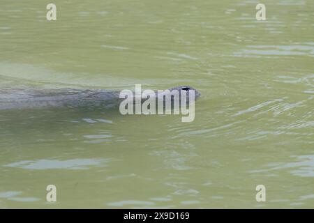 Eine Seekühe, die in trübem grünen Wasser schwimmt und ihre Nase teilweise über der Oberfläche hat. Stockfoto