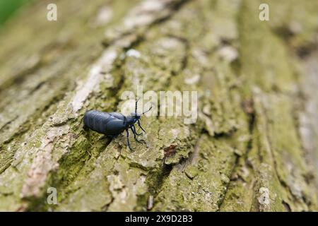 Weiblicher, sehr giftiger schwarzblauer Ölkäfer, schwarzblauer Ölkäfer, Blisterkäfer, Meloe proscarabaeus, auf einem auf dem Boden liegenden Baumstamm Stockfoto