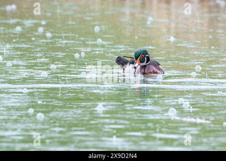 Eine Holzente am Bow River in einem Regensturm, Inglewood Bird Sanctuary, Calgary, Alberta, Kanada Stockfoto