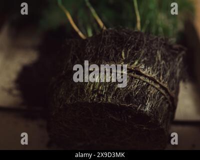 Pflanzenpflege: Eine horizontale Nahaufnahme erfasst das ausgedehnte Wurzelsystem eines Spargelfarns, der aus dem Topf genommen wurde, und zeigt seinen Zustand vor der Wurzel Stockfoto