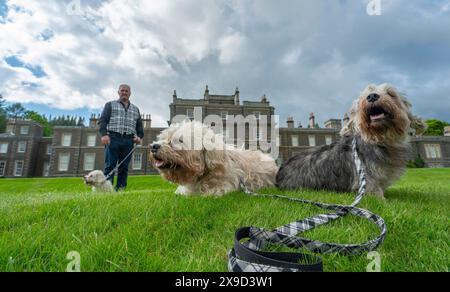 Bowhill, UK, 29.05.2024, Dandie Dinmont Terrier sind eine seltene Rasse, wenn im Vereinigten Königreich durchschnittlich weniger als 100 Hunde aus der schottischen Grenze geboren werden. Um die Rasse am Samstag, den 1. Juni, zu feiern, findet im Bowhill House in den Scottish Borders ein Dandie Dinmont Terrier Club statt. Der Dandie Dinmont Terrier Club wurde 1875 gegründet und ist damit der zweitälteste Hundeschlub der Welt. Das Bild zeigt Calum Flanders, der bei Bowhill House arbeitet und drei Dandie Dinmont Mädchen hat, Bowhill Lucy, Lilibet und Clementine. Er trägt auch den Schottenstreifen des Herzogs von Buccleuch, der dem Hund bre geschenkt hat Stockfoto