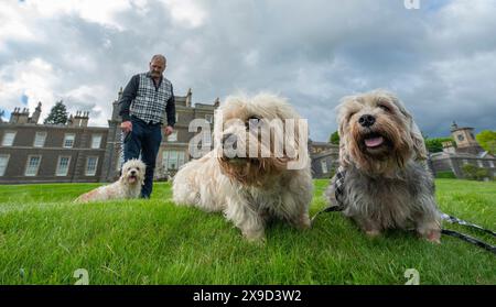 Bowhill, UK, 29.05.2024, Dandie Dinmont Terrier sind eine seltene Rasse, wenn im Vereinigten Königreich durchschnittlich weniger als 100 Hunde aus der schottischen Grenze geboren werden. Um die Rasse am Samstag, den 1. Juni, zu feiern, findet im Bowhill House in den Scottish Borders ein Dandie Dinmont Terrier Club statt. Der Dandie Dinmont Terrier Club wurde 1875 gegründet und ist damit der zweitälteste Hundeschlub der Welt. Das Bild zeigt Calum Flanders, der bei Bowhill House arbeitet und drei Dandie Dinmont Mädchen hat, Bowhill Lucy, Lilibet und Clementine. Er trägt auch den Schottenstreifen des Herzogs von Buccleuch, der dem Hund bre geschenkt hat Stockfoto