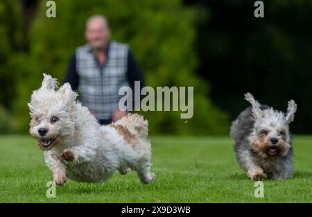 Bowhill, UK, 29.05.2024, Dandie Dinmont Terrier sind eine seltene Rasse, wenn im Vereinigten Königreich durchschnittlich weniger als 100 Hunde aus der schottischen Grenze geboren werden. Um die Rasse am Samstag, den 1. Juni, zu feiern, findet im Bowhill House in den Scottish Borders ein Dandie Dinmont Terrier Club statt. Der Dandie Dinmont Terrier Club wurde 1875 gegründet und ist damit der zweitälteste Hundeschlub der Welt. Das Bild zeigt Calum Flanders, der bei Bowhill House arbeitet und drei Dandie Dinmont Mädchen hat, Bowhill Lucy, Lilibet und Clementine. Er trägt auch den Schottenstreifen des Herzogs von Buccleuch, der dem Hund bre geschenkt hat Stockfoto