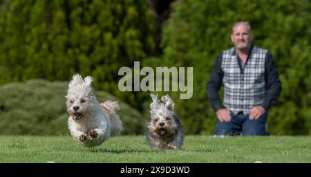 Bowhill, UK, 29.05.2024, Dandie Dinmont Terrier sind eine seltene Rasse, wenn im Vereinigten Königreich durchschnittlich weniger als 100 Hunde aus der schottischen Grenze geboren werden. Um die Rasse am Samstag, den 1. Juni, zu feiern, findet im Bowhill House in den Scottish Borders ein Dandie Dinmont Terrier Club statt. Der Dandie Dinmont Terrier Club wurde 1875 gegründet und ist damit der zweitälteste Hundeschlub der Welt. Das Bild zeigt Calum Flanders, der bei Bowhill House arbeitet und drei Dandie Dinmont Mädchen hat, Bowhill Lucy, Lilibet und Clementine. Er trägt auch den Schottenstreifen des Herzogs von Buccleuch, der dem Hund bre geschenkt hat Stockfoto