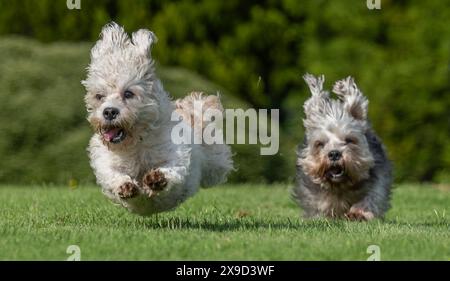 Bowhill, UK, 29.05.2024, Dandie Dinmont Terrier sind eine seltene Rasse, wenn im Vereinigten Königreich durchschnittlich weniger als 100 Hunde aus der schottischen Grenze geboren werden. Um die Rasse am Samstag, den 1. Juni, zu feiern, findet im Bowhill House in den Scottish Borders ein Dandie Dinmont Terrier Club statt. Der Dandie Dinmont Terrier Club wurde 1875 gegründet und ist damit der zweitälteste Hundeschlub der Welt. Das Bild zeigt Calum Flanders, der bei Bowhill House arbeitet und drei Dandie Dinmont Mädchen hat, Bowhill Lucy, Lilibet und Clementine. Er trägt auch den Schottenstreifen des Herzogs von Buccleuch, der dem Hund bre geschenkt hat Stockfoto