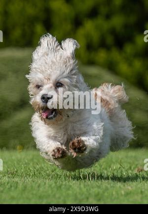 Bowhill, UK, 29.05.2024, Dandie Dinmont Terrier sind eine seltene Rasse, wenn im Vereinigten Königreich durchschnittlich weniger als 100 Hunde aus der schottischen Grenze geboren werden. Um die Rasse am Samstag, den 1. Juni, zu feiern, findet im Bowhill House in den Scottish Borders ein Dandie Dinmont Terrier Club statt. Der Dandie Dinmont Terrier Club wurde 1875 gegründet und ist damit der zweitälteste Hundeschlub der Welt. Das Bild zeigt Calum Flanders, der bei Bowhill House arbeitet und drei Dandie Dinmont Mädchen hat, Bowhill Lucy, Lilibet und Clementine. Er trägt auch den Schottenstreifen des Herzogs von Buccleuch, der dem Hund bre geschenkt hat Stockfoto