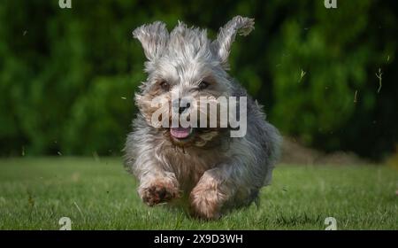 Bowhill, UK, 29.05.2024, Dandie Dinmont Terrier sind eine seltene Rasse, wenn im Vereinigten Königreich durchschnittlich weniger als 100 Hunde aus der schottischen Grenze geboren werden. Um die Rasse am Samstag, den 1. Juni, zu feiern, findet im Bowhill House in den Scottish Borders ein Dandie Dinmont Terrier Club statt. Der Dandie Dinmont Terrier Club wurde 1875 gegründet und ist damit der zweitälteste Hundeschlub der Welt. Das Bild zeigt Calum Flanders, der bei Bowhill House arbeitet und drei Dandie Dinmont Mädchen hat, Bowhill Lucy, Lilibet und Clementine. Er trägt auch den Schottenstreifen des Herzogs von Buccleuch, der dem Hund bre geschenkt hat Stockfoto