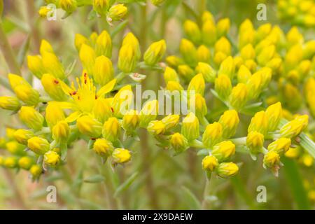 Sedum hispanicum wächst auf einem Blumenbeet im Garten. Stockfoto