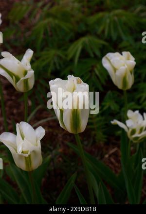 Nahaufnahme des grünen und elfenbeinfarbenen Frühlingsblühgartens Tulpe Tulipa Frühlingsgrün. Stockfoto