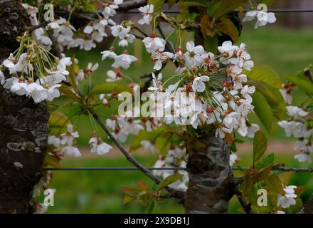 Nahaufnahme der weißen Blütenblüten des Frühlingsblühens Stella Kirschobst Baum Prunus avium stella. Stockfoto