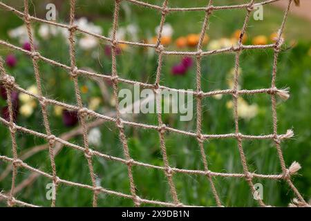 Nahaufnahme einer Raffia-Gartenpflanze-Kletterunterstützung. Stockfoto