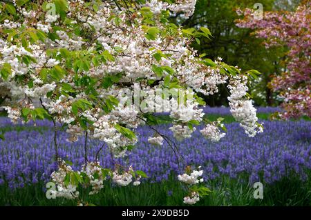 Nahaufnahme der weißen rosa Blüten des Frühlingsblühenden japanischen Kirschbaums prunus shogetsu. Stockfoto