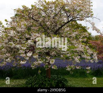 Nahaufnahme der weißen rosa Blüten des Frühlingsblühenden japanischen Kirschbaums prunus shogetsu. Stockfoto