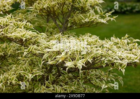 Nahaufnahme der welligen grünen Blätter mit cremeweißen Rändern des Gartenstrauchs cornus kousa Wolfsaugen. Stockfoto