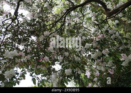 Nahaufnahme der zarten rosa weißen Blüten des Frühlingsblühens immergrünen Gartenstrauchs Rhododendron Loderi rosa Diamant. Stockfoto