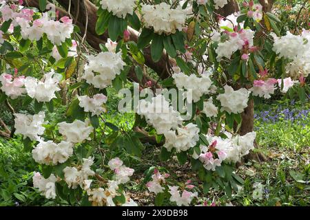 Nahaufnahme der zarten rosa weißen Blüten des Frühlingsblühens immergrünen Gartenstrauchs Rhododendron Loderi rosa Diamant. Stockfoto