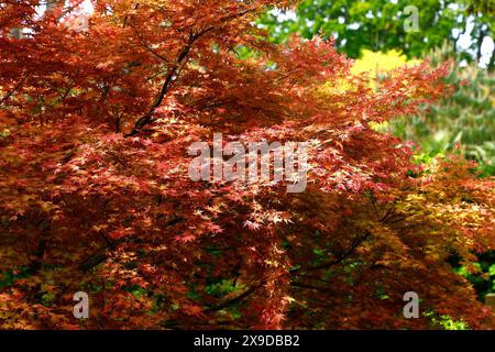 Rote rosa gelbe Frühlingsblätter des japanischen Ahornacer palmatum shindeshojo. Stockfoto