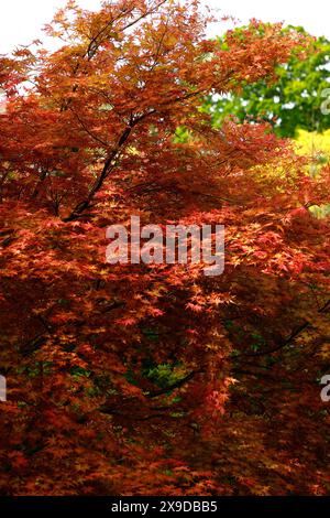 Rote rosa gelbe Frühlingsblätter des japanischen Ahornacer palmatum shindeshojo. Stockfoto