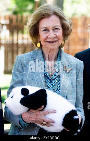 Sofia von Spanien bei der offiziellen Präsentation der Pandabären Jin Xi und Zhu Yu im Zoo Aquarium de Madrid. Madrid, 30.05.2024 *** Sofia von Spanien bei der offiziellen Präsentation der Pandabären Jin Xi und Zhu Yu im Zoo Aquarium de Madrid Madrid, 30 05 2024 Foto:xDyDxFotografosx/xFuturexImagex sofia 4509 Stockfoto