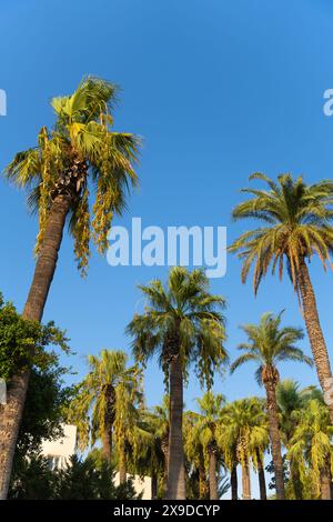 Grüne Palmen vor blauem Himmel. Sommerlandschaft in der Natur in den Sonnenstrahlen des Sonnenuntergangs. Vertikales Foto Stockfoto