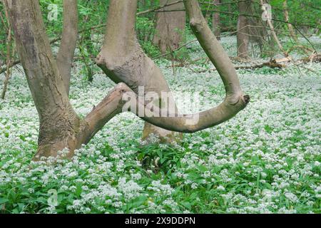 Entlang der Donau zwischen Wien und Bratislava wächst ein undurchdringlicher Naturwaldstreifen: Der Donau-Auen-Nationalpark. Ramsons bedecken die Foren Stockfoto