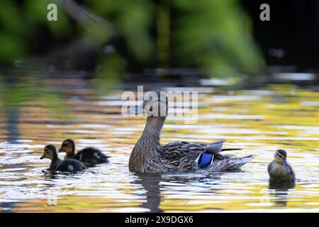 Stockenten-Familie auf Ententeich im Park (Anas platyrhynchos) Stockfoto