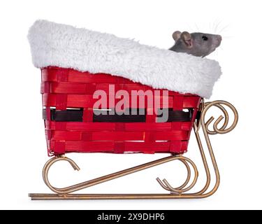 Süße blaue junge Ratte, sitzt im roten weihnachtsschlitten. Blick seitlich über die Kante von der Kamera weg. Isoliert auf weißem Hintergrund. Stockfoto