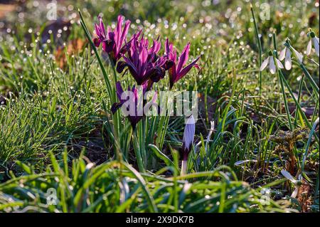 Natur Zwerg-Iris Bluehende lilafarbene Zwerg-Iris Iris reticulata freut sich auf eine Wildblumenwiese. 24.2.2024 *** Natur ZwergIris bläuend lila ZwergIris reticulata freuen sich auf einer Wildblumenwiese 24 2 2024 Stockfoto