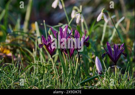 Natur Zwerg-Iris Bluehende lilafarbene Zwerg-Iris Iris reticulata freut sich auf eine Wildblumenwiese. 24.2.2024 *** Natur ZwergIris bläuend lila ZwergIris reticulata freuen sich auf einer Wildblumenwiese 24 2 2024 Stockfoto