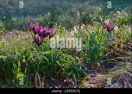 Natur Zwerg-Iris Bluehende lilafarbene Zwerg-Iris Iris reticulata freut sich auf eine Wildblumenwiese. 24.2.2024 *** Natur ZwergIris bläuend lila ZwergIris reticulata freuen sich auf einer Wildblumenwiese 24 2 2024 Stockfoto