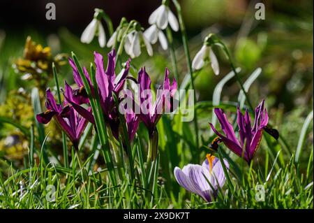 Natur Zwerg-Iris Bluehende lilafarbene Zwerg-Iris Iris reticulata freut sich auf eine Wildblumenwiese. 24.2.2024 *** Natur ZwergIris bläuend lila ZwergIris reticulata freuen sich auf einer Wildblumenwiese 24 2 2024 Stockfoto