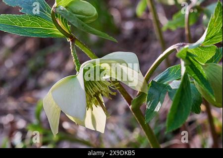 Natur Weisse Christrose eine bluehende Weisse Christrose Helleborus niger auf einer Wildblumenwiese. Die Christrose ist eine wintergruene Staude, die von Dezember bis Maerz weisse, schalenfoermige Blueten bildet. Die Christrose, auch Schneerose oder Schwarze Nieswurz genannt, ist eine Pflanzenart aus der Gattung Nieswurz in der Familie der Hahnenfussgewaechse 25.2.2024 *** Natur Weiße Weihnachtsrose Eine blühende weiße Weihnachtsrose Helleborus niger auf einer Wildblumenwiese die Weihnachtsrose ist eine wintergrüne Staude, die weiß bildet, von Dezember bis März die Weihnachtsrose, A Stockfoto