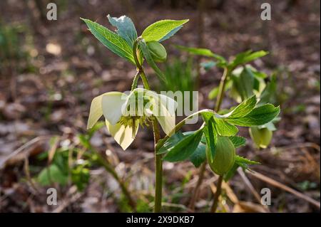 Natur Weisse Christrose eine bluehende Weisse Christrose Helleborus niger auf einer Wildblumenwiese. Die Christrose ist eine wintergruene Staude, die von Dezember bis Maerz weisse, schalenfoermige Blueten bildet. Die Christrose, auch Schneerose oder Schwarze Nieswurz genannt, ist eine Pflanzenart aus der Gattung Nieswurz in der Familie der Hahnenfussgewaechse 25.2.2024 *** Natur Weiße Weihnachtsrose Eine blühende weiße Weihnachtsrose Helleborus niger auf einer Wildblumenwiese die Weihnachtsrose ist eine wintergrüne Staude, die weiß bildet, von Dezember bis März die Weihnachtsrose, A Stockfoto