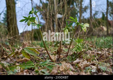 Natur Weisse Christrose eine bluehende Weisse Christrose Helleborus niger auf einer Wildblumenwiese. Die Christrose ist eine wintergruene Staude, die von Dezember bis Maerz weisse, schalenfoermige Blueten bildet. Die Christrose, auch Schneerose oder Schwarze Nieswurz genannt, ist eine Pflanzenart aus der Gattung Nieswurz in der Familie der Hahnenfussgewaechse 25.2.2024 *** Natur Weiße Weihnachtsrose Eine blühende weiße Weihnachtsrose Helleborus niger auf einer Wildblumenwiese die Weihnachtsrose ist eine wintergrüne Staude, die weiß bildet, von Dezember bis März die Weihnachtsrose, A Stockfoto