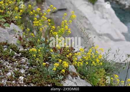 Felsen-Steinkraut, Felsensteinkraut, Östliches Felsen-Steinkraut, Aurinia saxatilis, Aurinia saxatilis ssp. Orientalis, Alyssum saxatil, östliches Gold Stockfoto