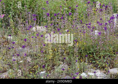 Buntschopf-Salbei, Buntschopfsalbei, Schopf-Salbei, Schopfsalbei, Grüner Salbei, Salvia viridis, Salvia horminum, jährliches clary, orval Stockfoto