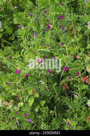 Gewöhnliche Vetch, Gartenvetch, Tare oder einfach Vetch, Vicia sativa, Fabaceae. Vicia sativa, bekannt als die gewöhnliche Wicke, Gartenwicke, Tare oder einfach Wide. Stockfoto