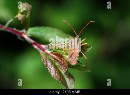 Bug, Gonocerus acuteangulatus, Coreidae. Ein relativ großer rötlich-brauner Squashbug. Stockfoto