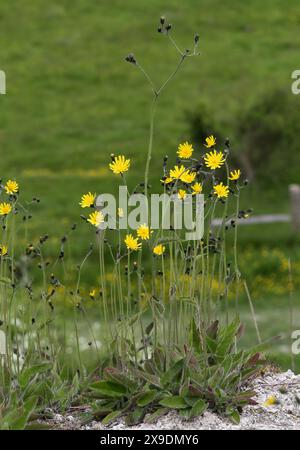 Gefleckter Kraut, Hieracium maculatum, Asteraceae. Totternhoe Knolls, Bedfordshire, Großbritannien. Ein Falkweed mit markanten violetten oder roten Flecken auf den Blättern. Stockfoto