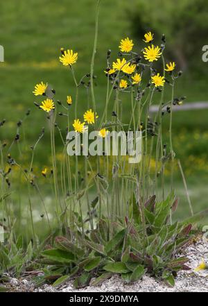 Gefleckter Kraut, Hieracium maculatum, Asteraceae. Totternhoe Knolls, Bedfordshire, Großbritannien. Ein Falkweed mit markanten violetten oder roten Flecken auf den Blättern. Stockfoto