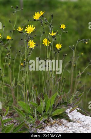 Gefleckter Kraut, Hieracium maculatum, Asteraceae. Totternhoe Knolls, Bedfordshire, Großbritannien. Ein Falkweed mit markanten violetten oder roten Flecken auf den Blättern. Stockfoto