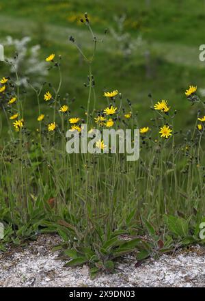 Gefleckter Kraut, Hieracium maculatum, Asteraceae. Totternhoe Knolls, Bedfordshire, Großbritannien. Ein Falkweed mit markanten violetten oder roten Flecken auf den Blättern. Stockfoto